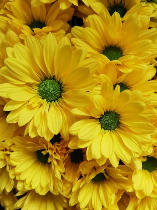 小雏菊合辑【沿着星河轨道，踏遍人间春秋】简小姐精选小雏菊 2件包邮 下单5天发货 商品图12