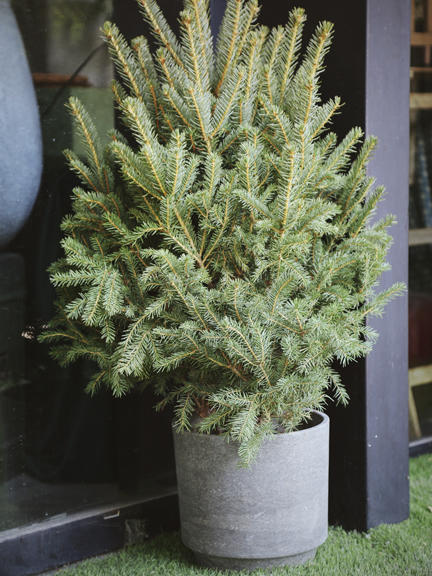 云雪衫树 商品图1