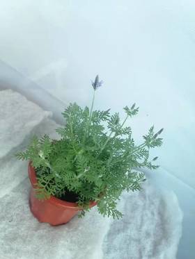 薰衣草盆栽