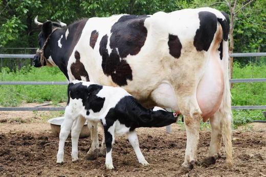 包养一头奶牛 | 醇香浓厚 | 365瓶/年 配送7瓶/周 | 农场自产包邮 * Pasteurized milk 商品图0