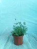 薰衣草盆栽 商品缩略图2