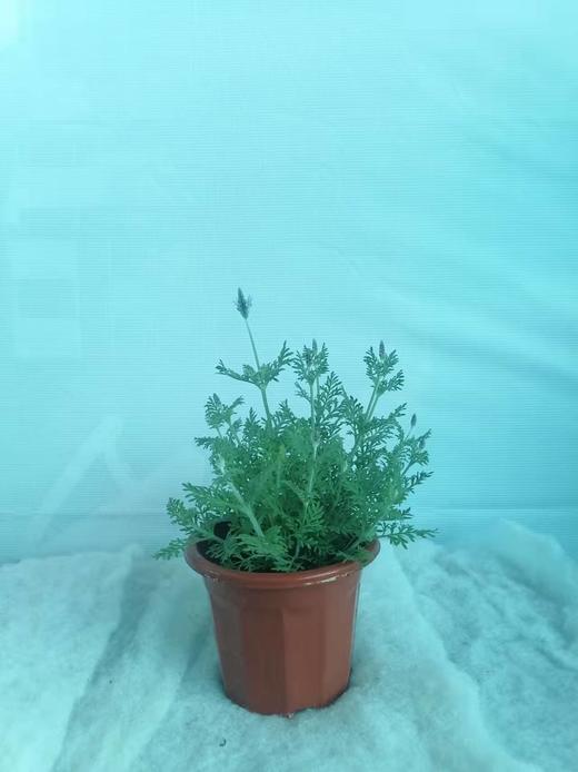 薰衣草盆栽 商品图2