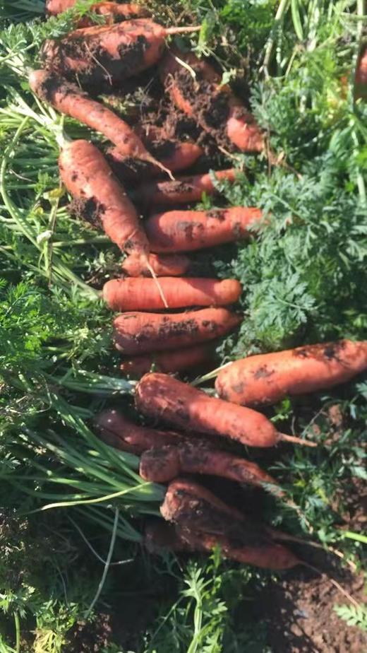 鸿翠园 有机胡萝卜 商品图2