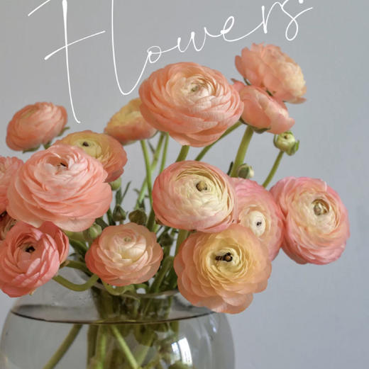 【香槟洋牡丹】5支/份 第二份减10元 商品图4