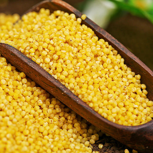高山大黄米 700g 商品图1