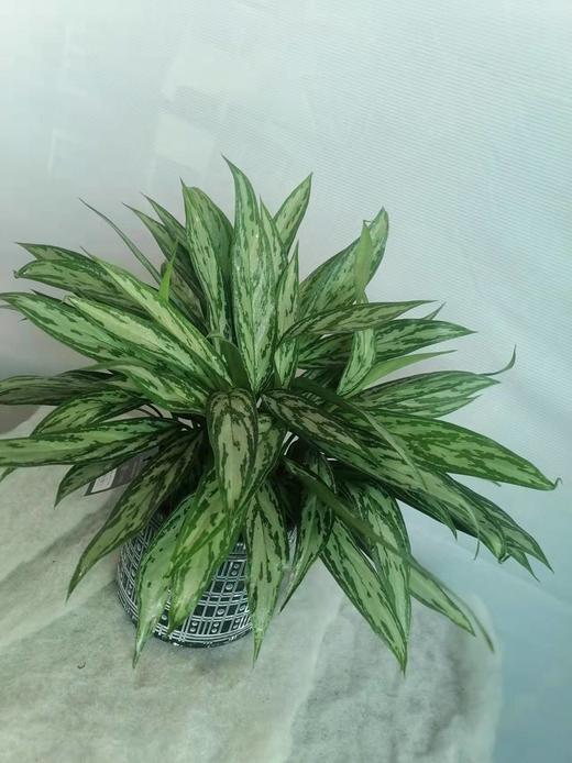 白点黑盆—黑美人万年青 商品图1