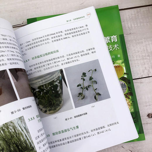 马铃薯脱毒繁育与微型薯生产实用技术 商品图5
