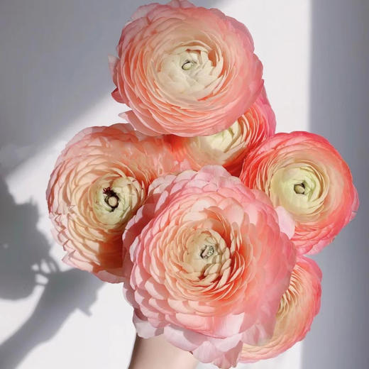 【香槟洋牡丹】5支/份 第二份减10元 商品图0