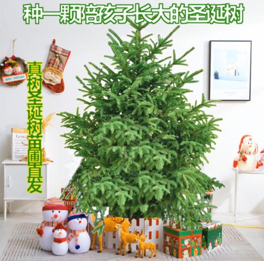 【圣诞树】-圣诞树盆栽真树活的挪威云杉圣诞节装饰圣诞绿植 商品图0