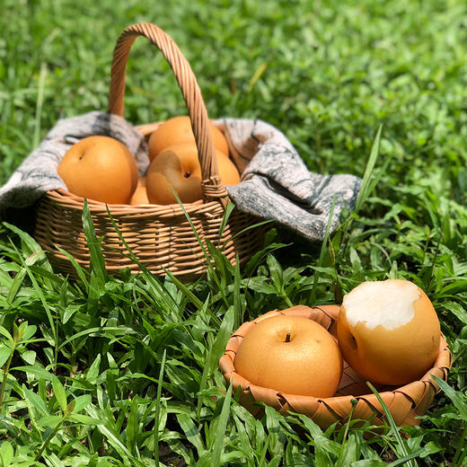 【大口畅快吃】秋月梨 脆嫩多汁 圆润饱满 细腻无渣 入口一股清甜环绕 商品图5