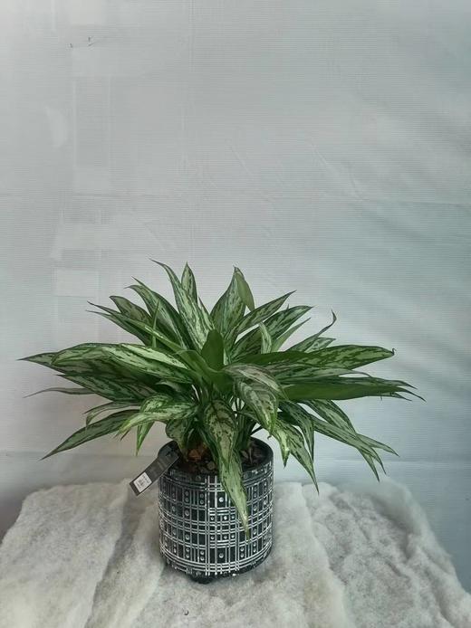 白点黑盆—黑美人万年青 商品图2