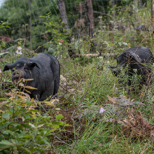 【高山“雅南黑猪”香肠&腊肉】2300年的古老品种 多部位多风味可选 肉质细腻 肉味十足 雅南土黑猪跑山猪 商品图11