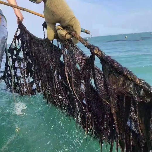 福建东山岛头水紫菜 （头水头、头水中） 商品图0