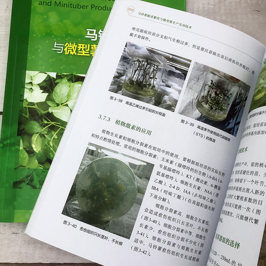 马铃薯脱毒繁育与微型薯生产实用技术 商品图9
