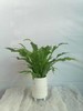 白瓷盆—鸟巢蕨 商品缩略图2