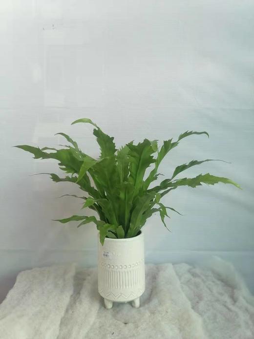 白瓷盆—鸟巢蕨 商品图2