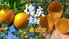 【广东省青商会专属】之我在德庆有棵贡柑树 商品缩略图7