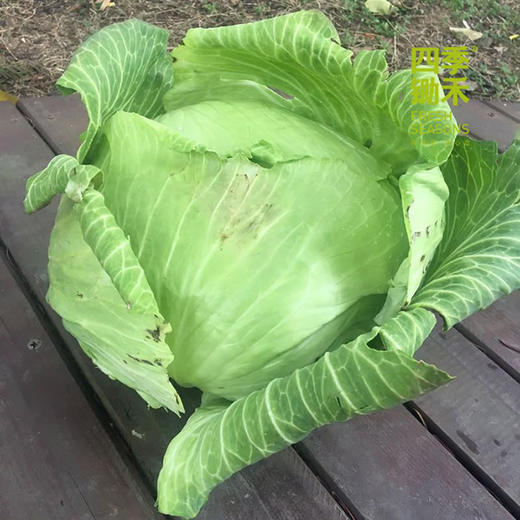 平包包心菜（400g以上)(半个/整个） 商品图1
