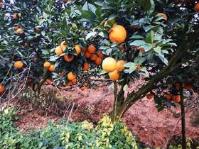 【溯源】乌江脐橙·追溯好水果的源头