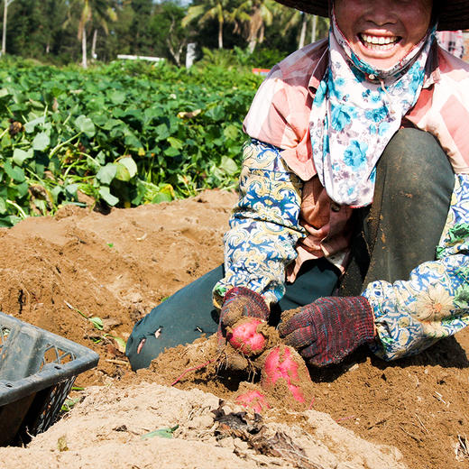 正宗桥头地瓜，精品果，产地直发，粉糯香甜【2112-2】 商品图14