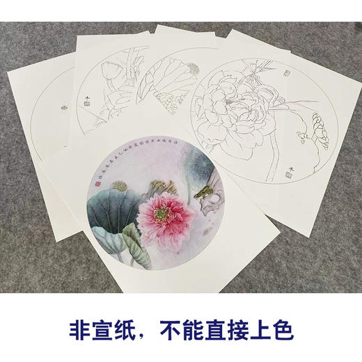 杨冬冬工笔画白描底稿荷花一套四幅初学者尺寸35*35厘米TY04 商品图3