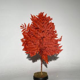 永生花材 ｜ 高山羊齿橘红