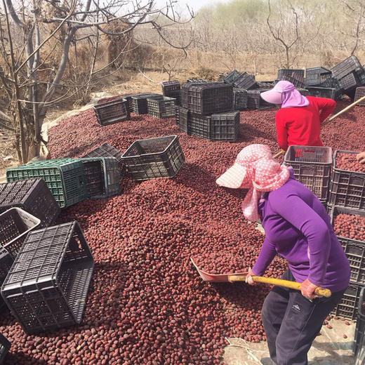 新枣【新疆若羌灰枣】自然吊干，肉厚核小，甜蜜，带灰原枣，诚邀您的支持转发，让好枣走出大西北！ 商品图6