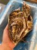 【一入蚝门深似海】真正乳山生蚝 乳山核心产区 国内生蚝的天花板 完美媲美国外顶级生蚝 5斤/箱（6~8个）个大肉美 营养丰富 国家地理标志 商品缩略图8