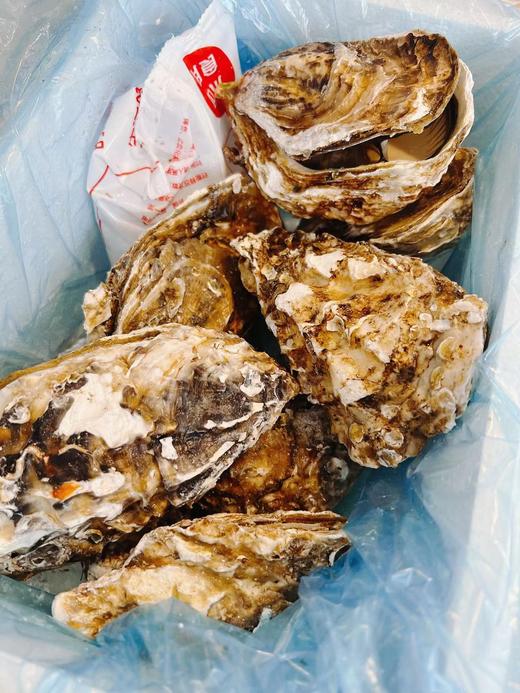 【一入蚝门深似海】真正乳山生蚝 乳山核心产区 国内生蚝的天花板 完美媲美国外顶级生蚝 5斤/箱（6~8个）个大肉美 营养丰富 国家地理标志 商品图9