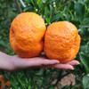 【助农】云南华坪高原椪柑 新鲜柑橘 自然成熟  果肉脆嫩 商品缩略图1