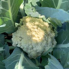 花间村原生态花菜（500克）