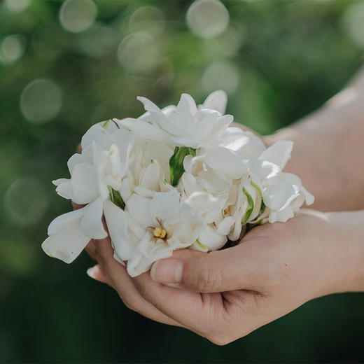 市面难得一见的栀子乌龙80g 商品图1