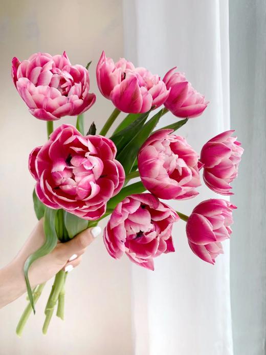 郁金香合辑【春天是见到你的第一眼开始】 简小姐精选荷兰国花  2件包邮下单72小时发货 商品图3