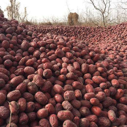 新枣【新疆若羌灰枣】自然吊干，肉厚核小，甜蜜，带灰原枣，诚邀您的支持转发，让好枣走出大西北！ 商品图5