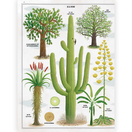 【2册套装】后浪正版现货 树木+蜜蜂 商品图3