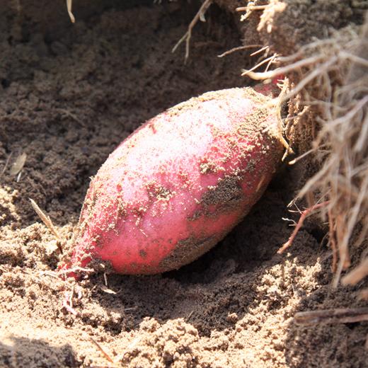 正宗桥头地瓜，精品果，产地直发，粉糯香甜【2112-2】 商品图7