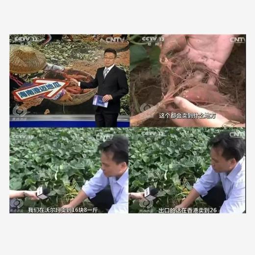 正宗桥头地瓜，精品果，产地直发，粉糯香甜【2112-2】 商品图11