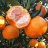 【助农】云南华坪高原椪柑 新鲜柑橘 自然成熟  果肉脆嫩 商品缩略图0