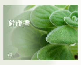 碰碰香——碰到就会香的植物 | 植物小课堂 001