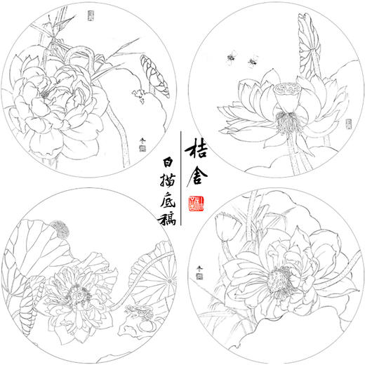 杨冬冬工笔画白描底稿荷花一套四幅初学者尺寸35*35厘米TY04 商品图1