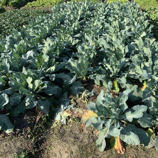 花间村原生态花菜（500克） 商品图2