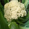 【蔬】花菜 一颗（约850g） 商品缩略图1