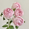 肯尼亚进口Peony Pink粉牡丹玫瑰花10支 商品缩略图3