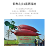 正宗桥头地瓜，精品果，产地直发，粉糯香甜【2112-2】 商品缩略图3