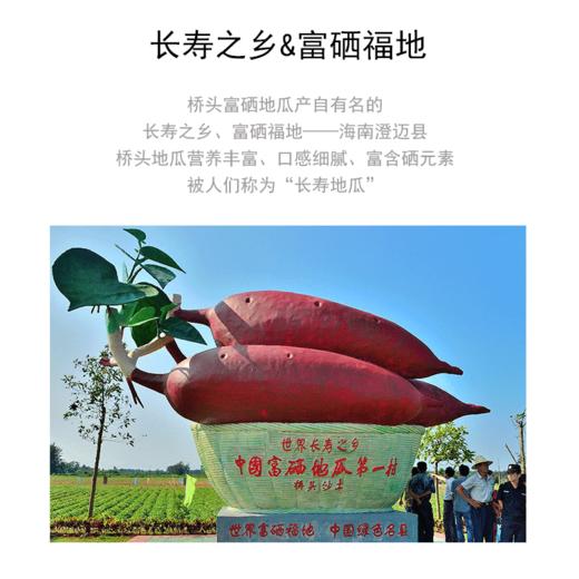 正宗桥头地瓜，精品果，产地直发，粉糯香甜【2112-2】 商品图3