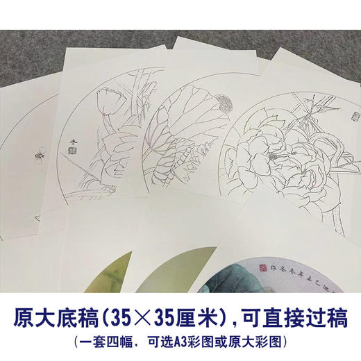 杨冬冬工笔画白描底稿荷花一套四幅初学者尺寸35*35厘米TY04 商品图2