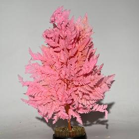 永生花材 ｜ 高山羊齿罗西粉