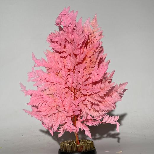 永生花材 ｜ 高山羊齿罗西粉 商品图0
