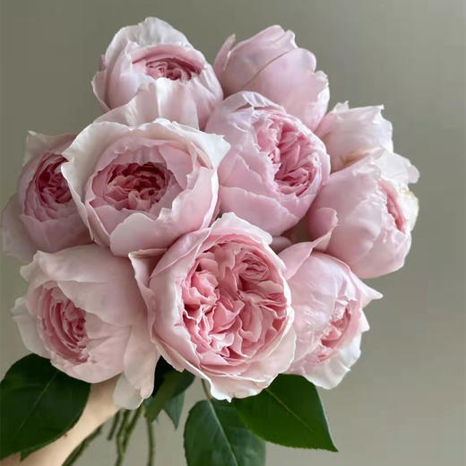 肯尼亚进口Peony Pink粉牡丹玫瑰花10支 商品图5