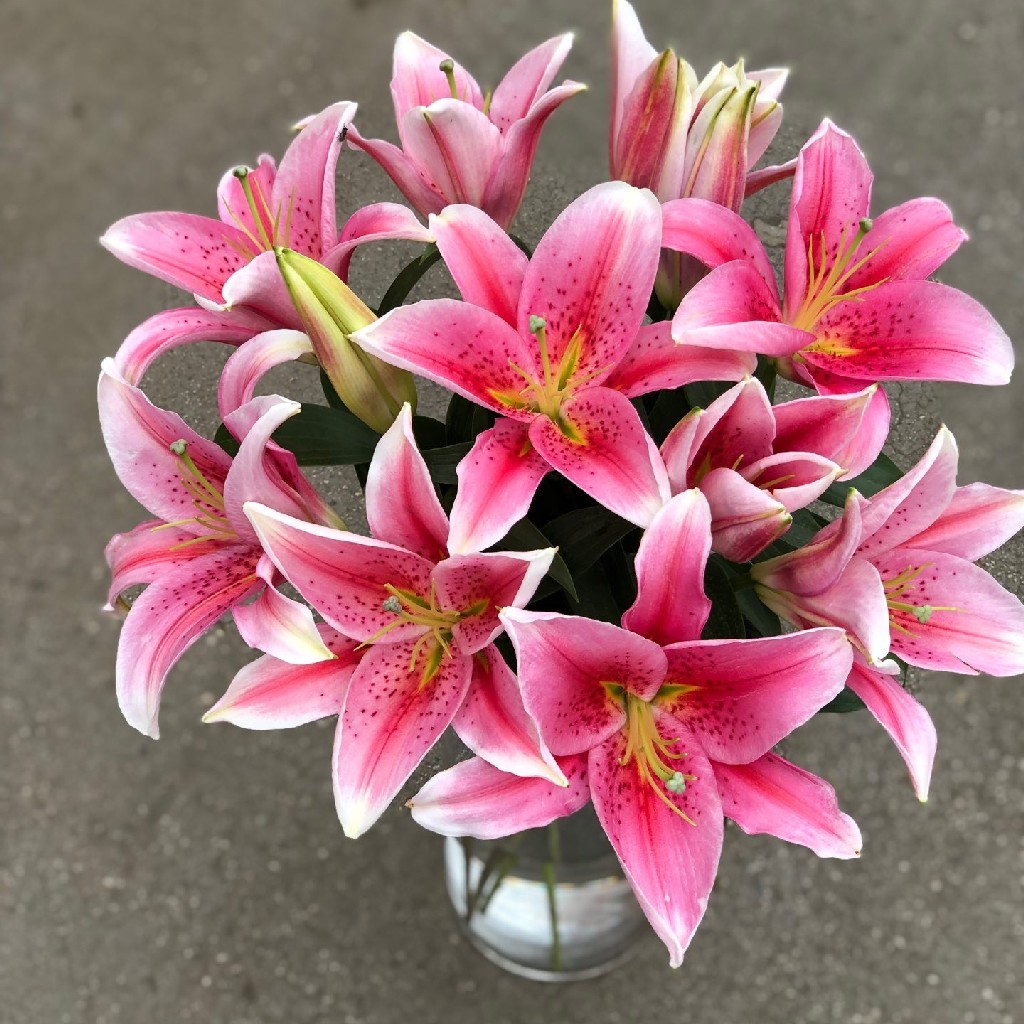 多头梯柏百合小花苞品种一枝约4朵花苞每1枝1朵不售后